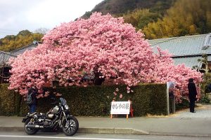 かじやの桜（バイクとの撮影に最適）