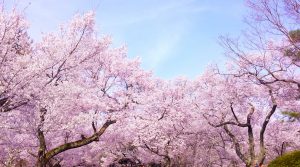 桜　ツーリング