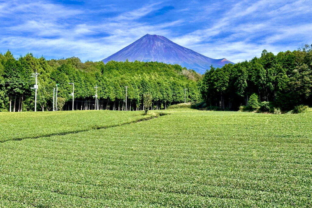 静岡・茶畑