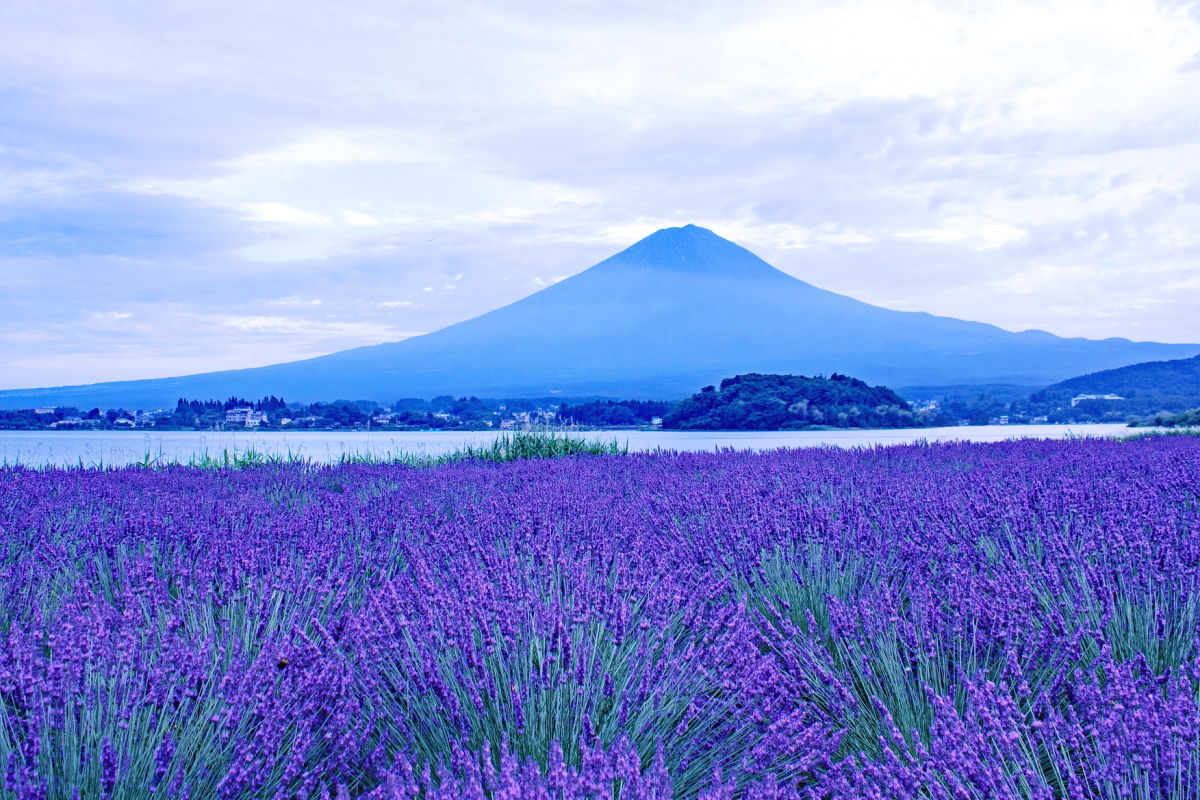 河口湖　富士山　ラベンダー