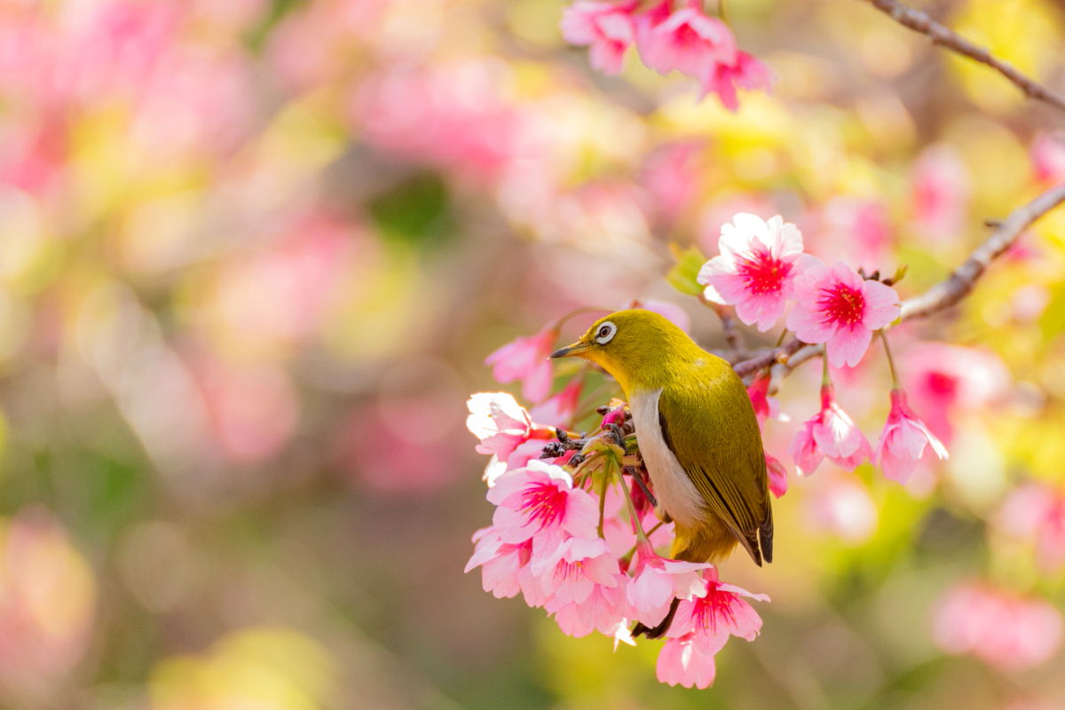 緋寒桜とメジロ