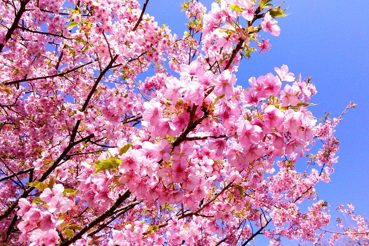 頼朝桜（河津桜）