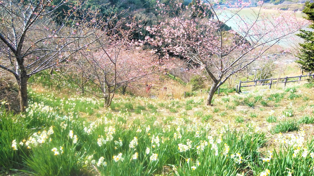 頼朝桜（河津桜）と水仙