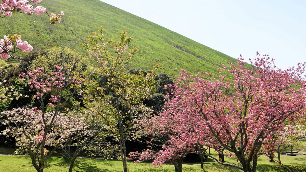 大室山　さくらの里