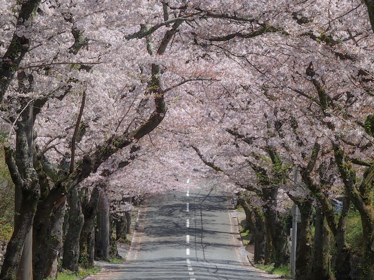 東伊豆　桜のトンネル