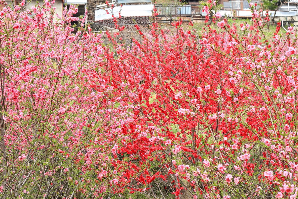 花桃の郷　秩父