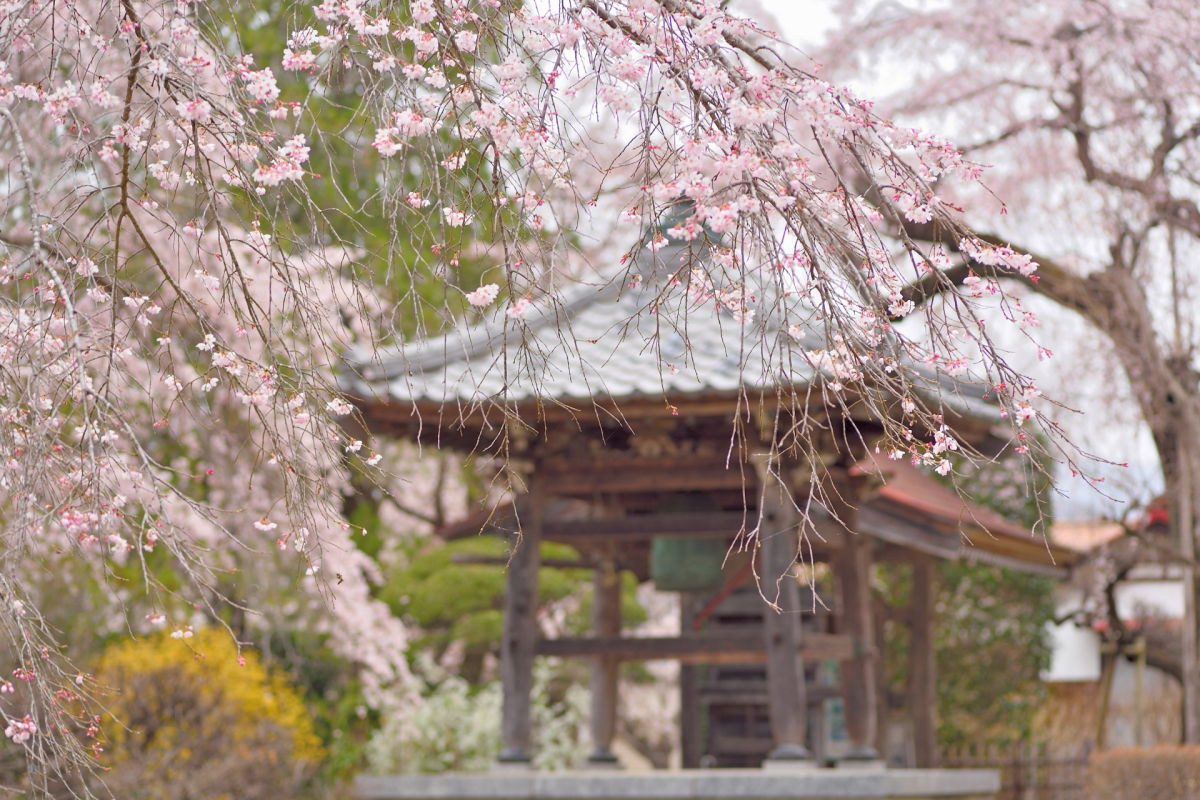 長瀞　法善寺　しだれ桜