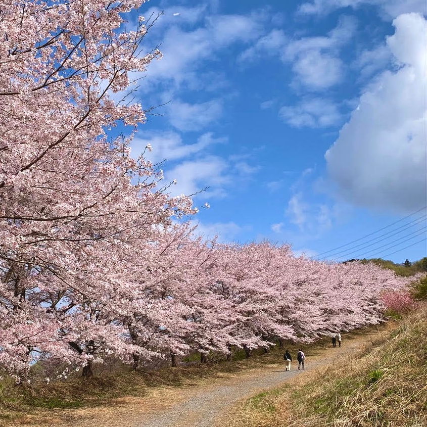 虎山　千本桜