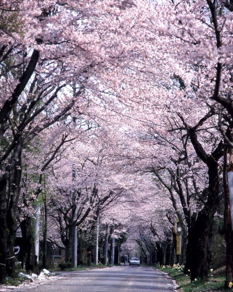 大平山　桜並木