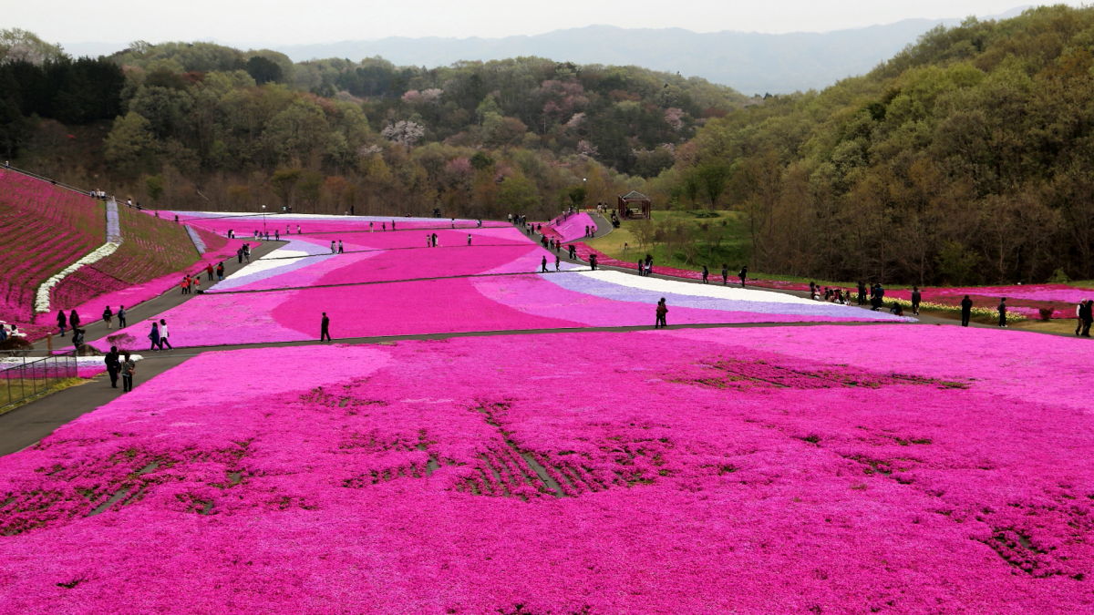 市貝町芝桜公園