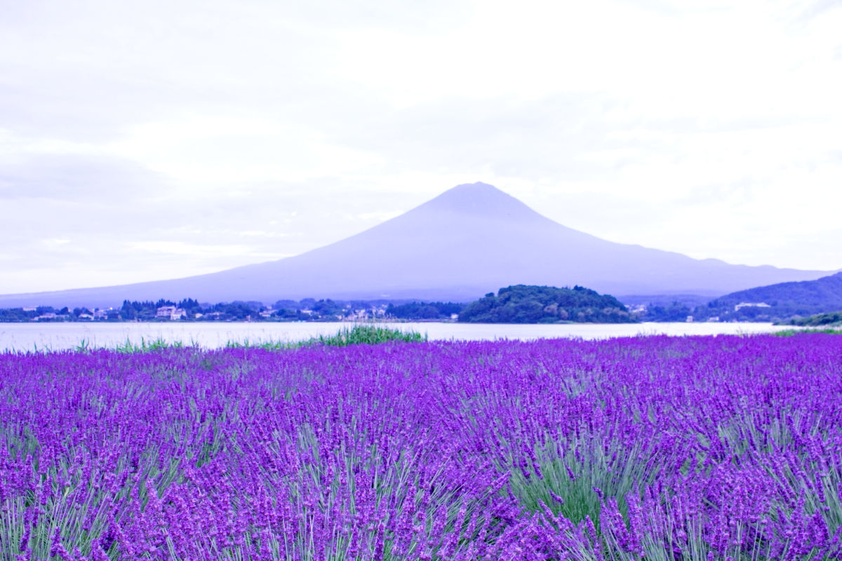 河口湖 ラベンダー